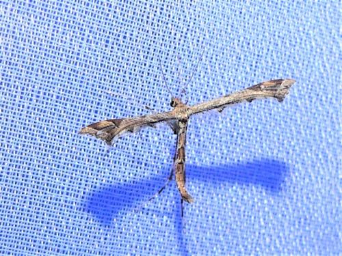 Réf. 310 568 : Amblyptilia acanthadactyla